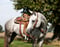 Horse ad