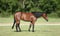 Annuncio cavallo