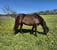 Annuncio cavallo