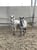 Horse ad