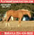 Annuncio cavallo