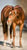 Annuncio cavallo