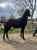 Horse ad