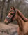 Horse ad