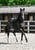 Annonce cheval