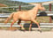 Horse ad
