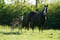 Annuncio cavallo