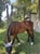 Horse ad