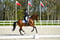 Annuncio cavallo
