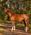 Horse ad