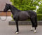 Annonce cheval