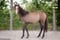 Anuncio de caballos
