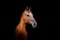 Horse ad