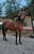 Annuncio cavallo