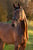 Horse ad