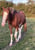 Horse ad