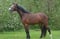 Horse ad