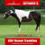 Paardadvertentie