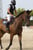 Anuncio de caballos