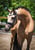 Annuncio cavallo