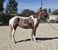 Annonce cheval
