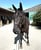 Annonce cheval