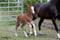 Annuncio cavallo
