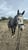 Annuncio cavallo