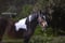 Annuncio cavallo