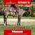 Paardadvertentie