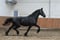 Annuncio cavallo