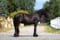 Annonce cheval