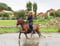 Annuncio cavallo