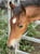 Horse ad