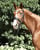 Horse ad