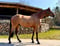 Anuncio de caballos