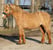 Horse ad