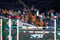 Horse ad