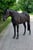 Annuncio cavallo