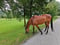 Horse ad