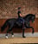 Horse ad