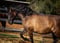 Horse ad