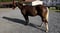 Anuncio de caballos