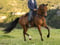 Horse ad