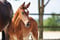 Horse ad
