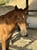 Horse ad