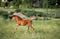 Horse ad