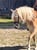 Annuncio cavallo
