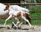 Horse ad