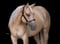 Horse ad